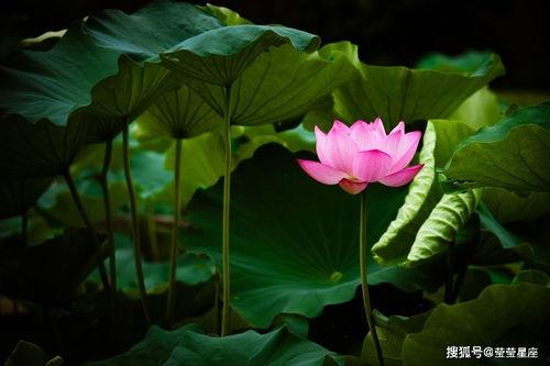 拨开云雾见福星农家小福星,农家小福星的温馨故事