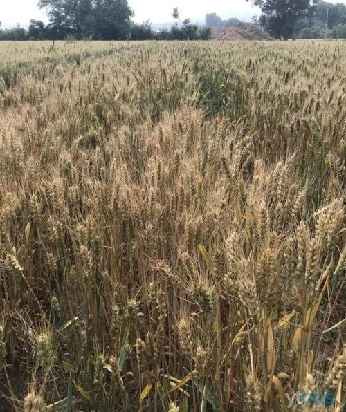 麦子熟了,丰收的喜悦与乡村变迁的交响