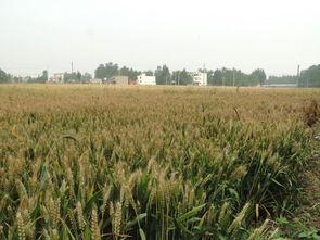 麦子熟了,丰收的喜悦与乡村变迁的交响