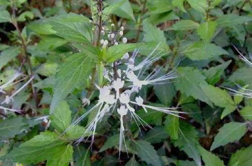 印度妙草,探寻古老草药的神奇疗效