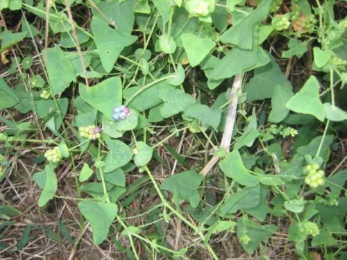 印度妙草,探寻古老草药的神奇疗效