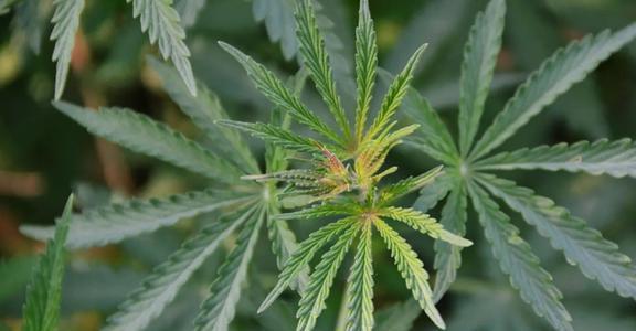 印度妙草,探寻古老草药的神奇疗效