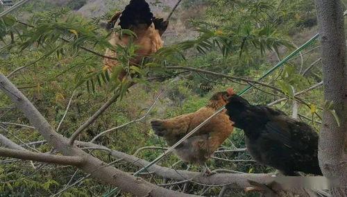 从养鸡种树到万界共主,一段跨越时空的传奇征程